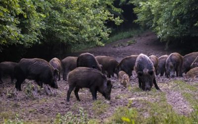 Now You Don’t Even Need a License to Hunt Hogs in Texas