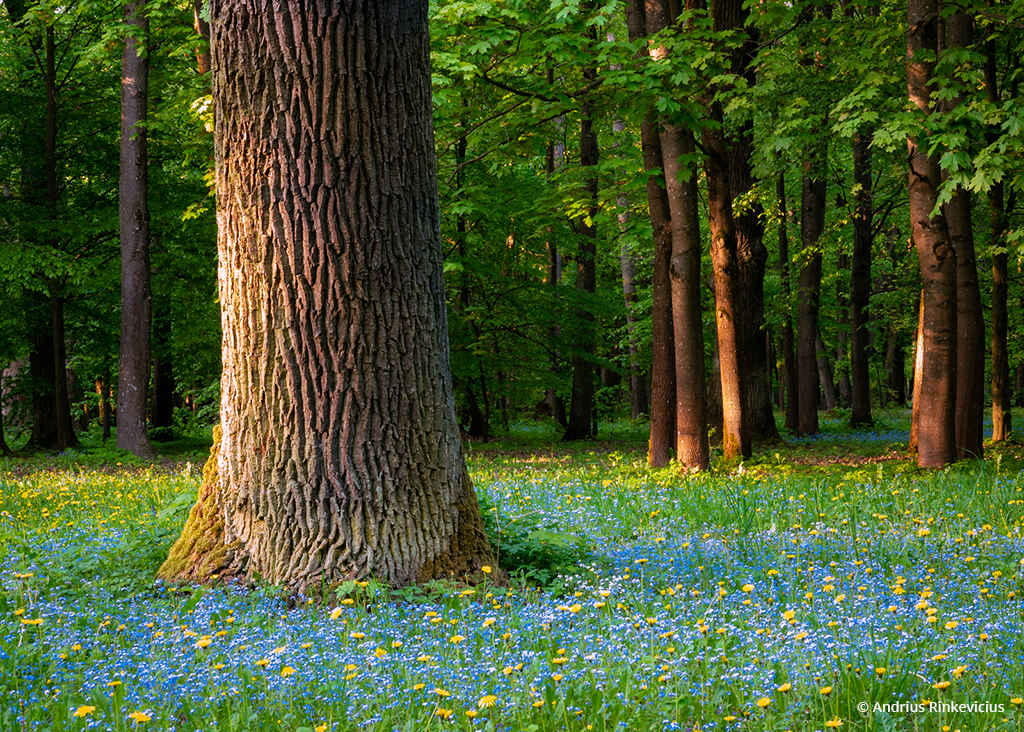 Today’s Photo Of The Day is “From the Life of the Forest” by Andrius Rinkevicius.