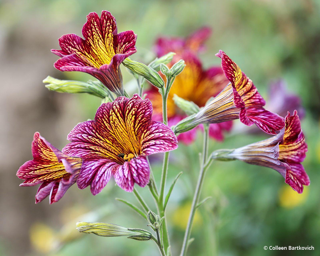 Today’s Photo Of The Day is “Red and Yellow Flowers in Bloom” by Colleen Bartkovich. Location: Ventura, California.
