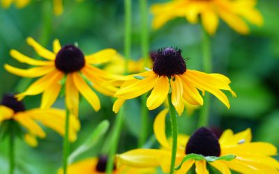 Photo Of The Day By Connie Szabo Schmucker
