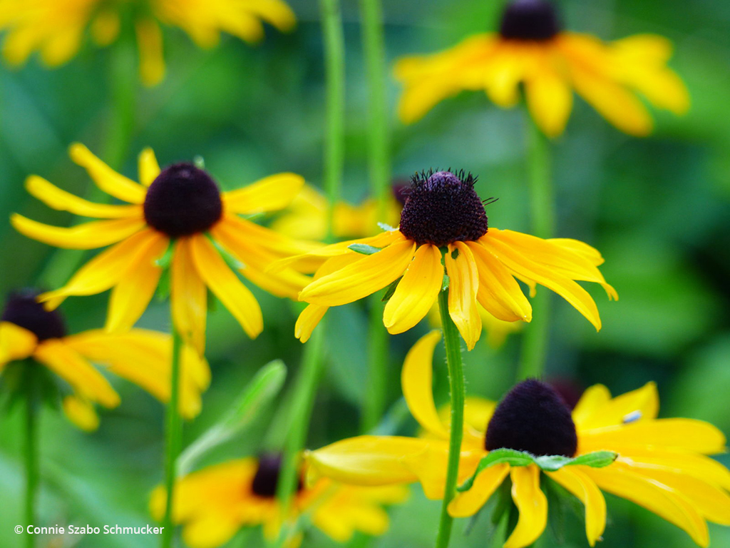 Today’s Photo Of The Day is “Black-Eyed Susans” by Connie Szabo Schmucker. Location: Indianapolis, Indiana.
