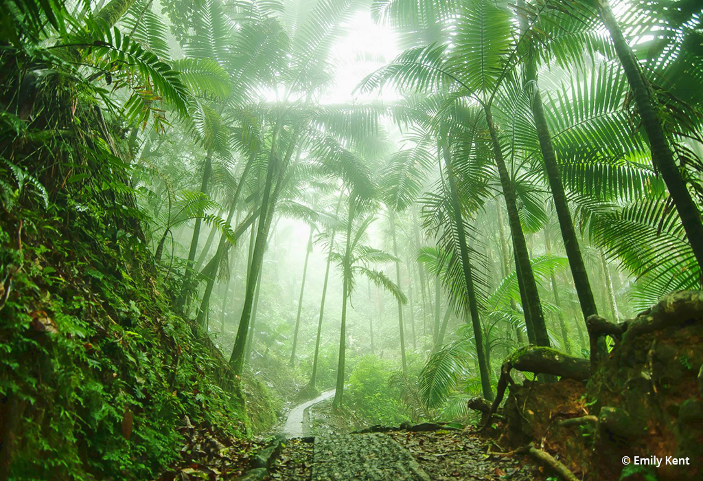Today’s Photo Of The Day is “El Yunque National Rain Forest” by Emily Kent. Location: Puerto Rico.