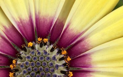 Photo Of The Day By Joanna Proffitt
