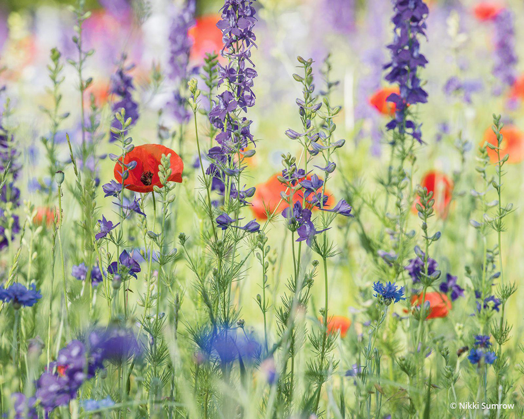 Today’s Photo Of The Day is “Among the Wildflowers” by Nikki Sumrow. Location: Prairie Creek Park, Richardson, Texas. 