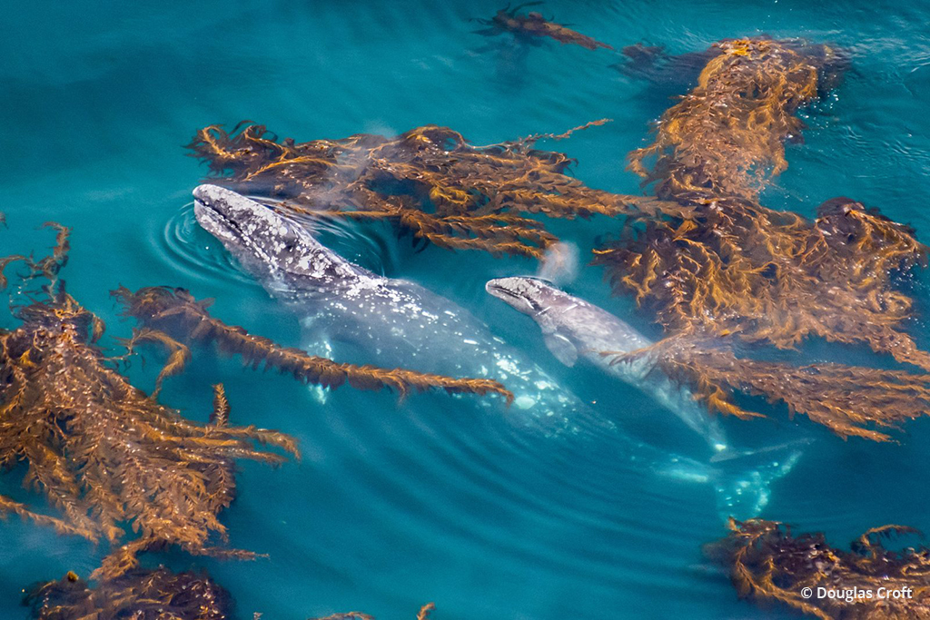 Today’s Photo Of The Day is “Northward Migration” by Douglas Croft. Location: California.