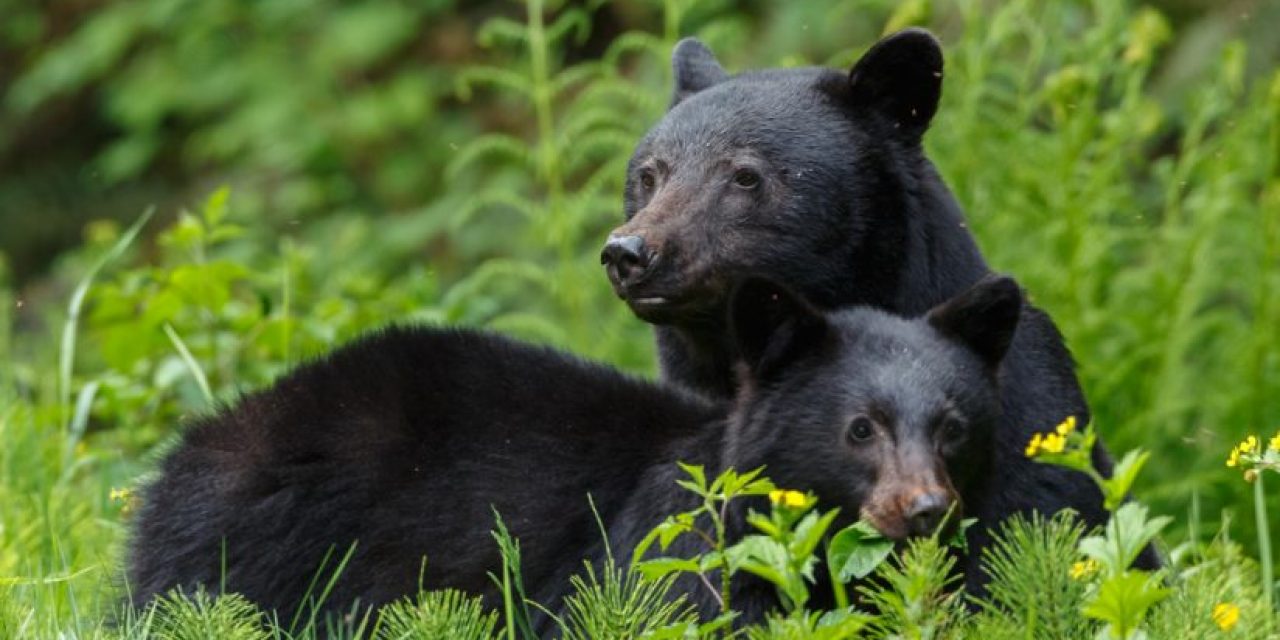 Please Don’t Feed Bears—Or Other Wildlife