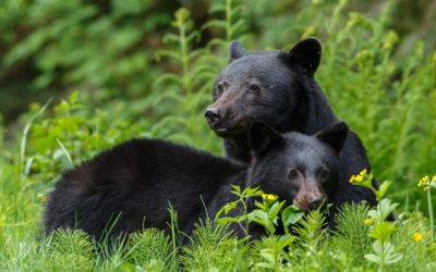 Please Don’t Feed Bears—Or Other Wildlife