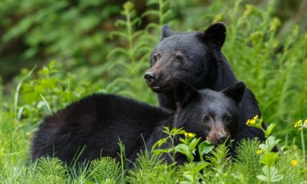 Please Don’t Feed Bears—Or Other Wildlife