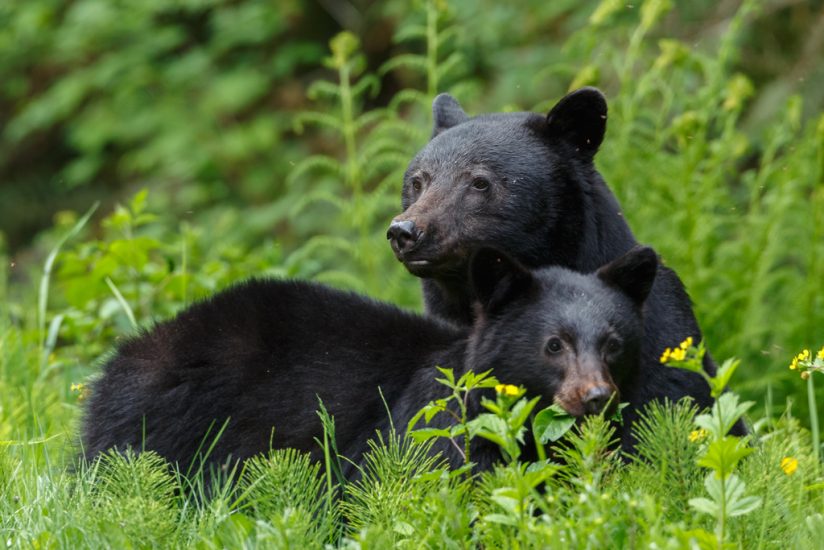don't feed wildlife like black bears