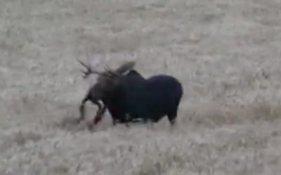 Remember This Epic, Graphic Archery Moose Kill?