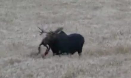 Remember This Epic, Graphic Archery Moose Kill?
