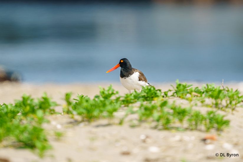 Bird image taken with the Sony 600mm 