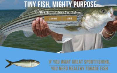 Sportfishing Groups Call for Science-Based Management of Gulf Menhaden