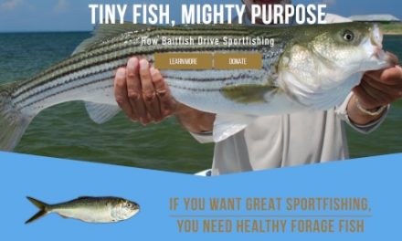 Sportfishing Groups Call for Science-Based Management of Gulf Menhaden