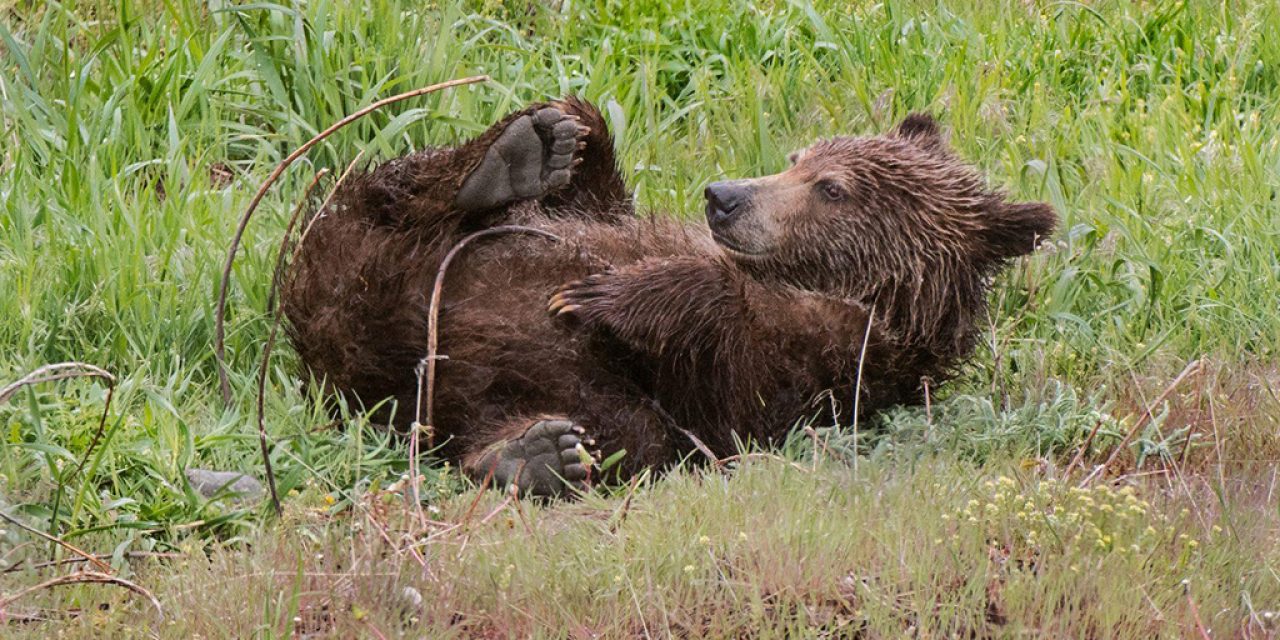 Spring Mammals, Amphibians, Reptiles & More Assignment Gallery