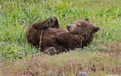 Spring Mammals, Amphibians, Reptiles & More Assignment Gallery