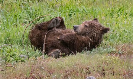 Spring Mammals, Amphibians, Reptiles & More Assignment Gallery