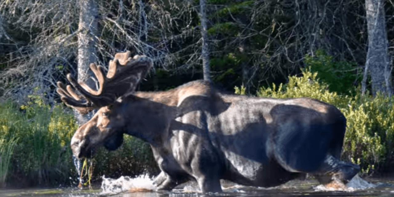 Stunning Footage Captures Rare Adirondack Moose