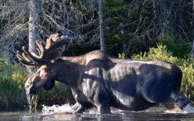 Stunning Footage Captures Rare Adirondack Moose