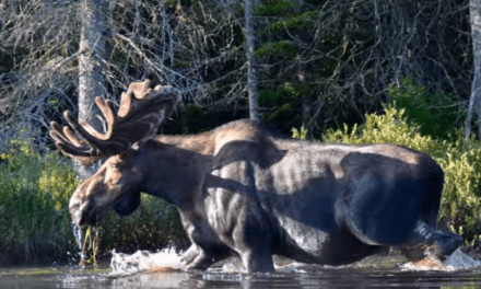 Stunning Footage Captures Rare Adirondack Moose