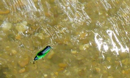 The Perfect Pairing- Creeks and Crickhoppers