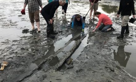 This 700-Year-Old Canoe Dug Out of the Mud is a Treasure From Pre-Columbus America