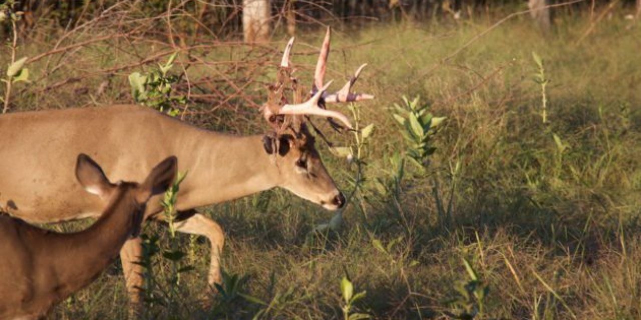 This Buck With Freshly Shed Velvet Is a Thing of Beauty