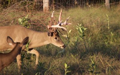 This Buck With Freshly Shed Velvet Is a Thing of Beauty