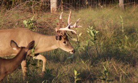 This Buck With Freshly Shed Velvet Is a Thing of Beauty