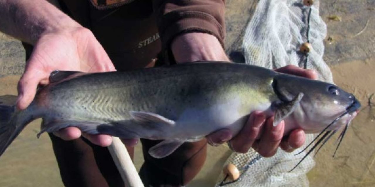 Tips for catching catfish at community ponds