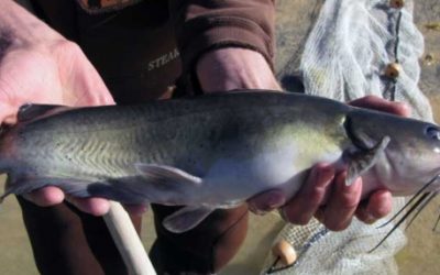 Tips for catching catfish at community ponds