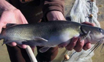 Tips for catching catfish at community ponds