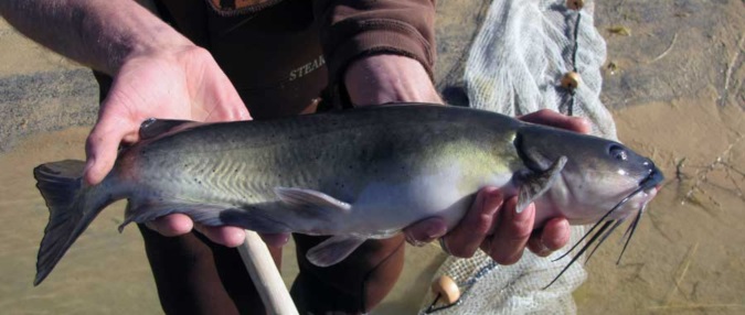 Tips for catching catfish at community ponds