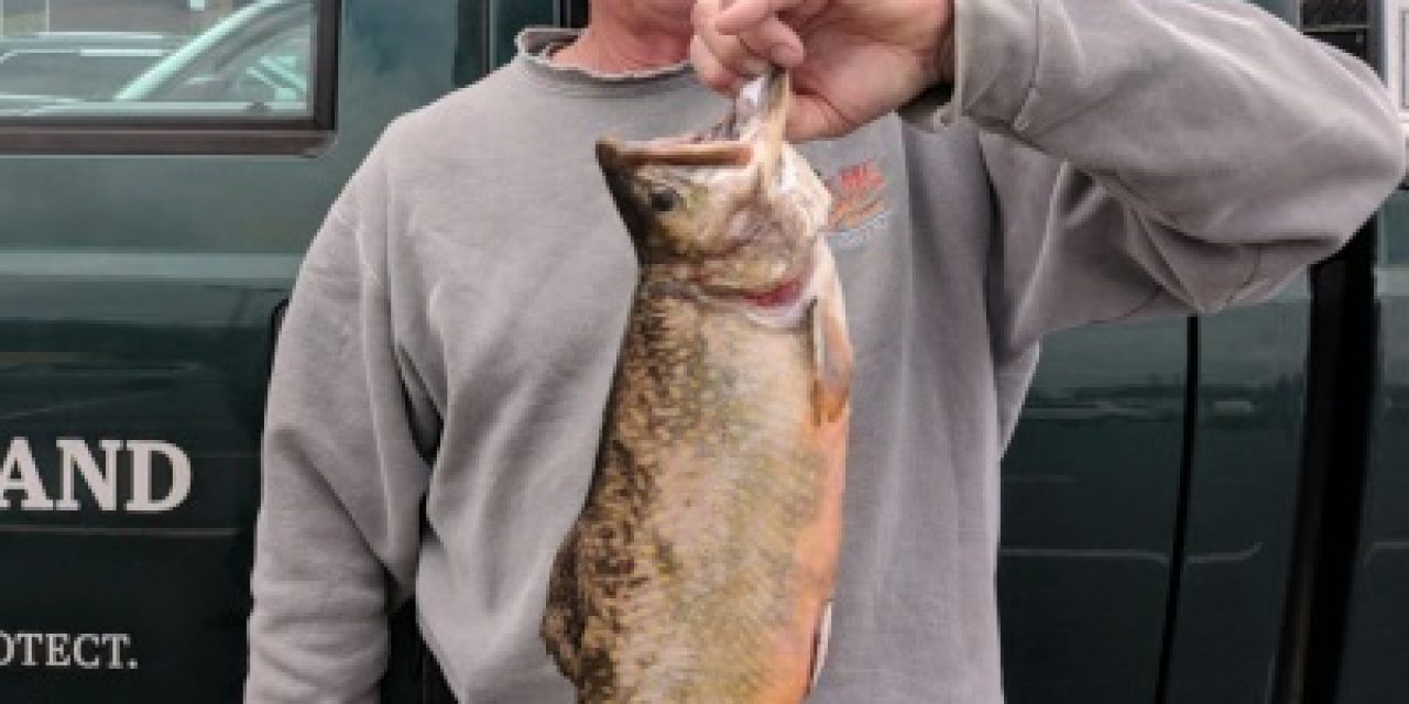 Virginia Anglers Break Two State Records This Spring with Two Tremendous Catches
