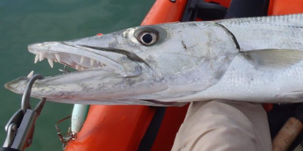 Watch This Angler Land a Barracuda From a Kayak