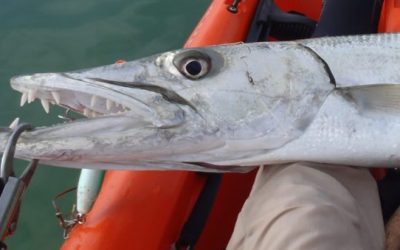 Watch This Angler Land a Barracuda From a Kayak
