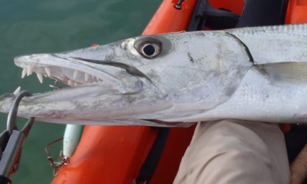 Watch This Angler Land a Barracuda From a Kayak