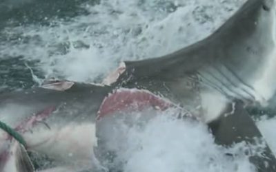 What Could Possibly Do This to a Great White Shark? Another Great White, Of Course