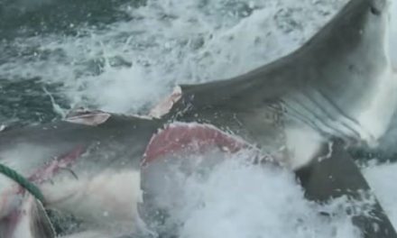 What Could Possibly Do This to a Great White Shark? Another Great White, Of Course