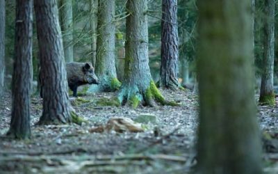 Why Are People Paying for Hog Hunts, When We Should Be Paying Them?
