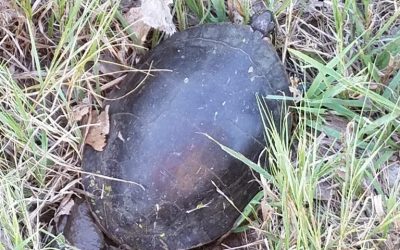 Why Did the Turtle Cross the Road?