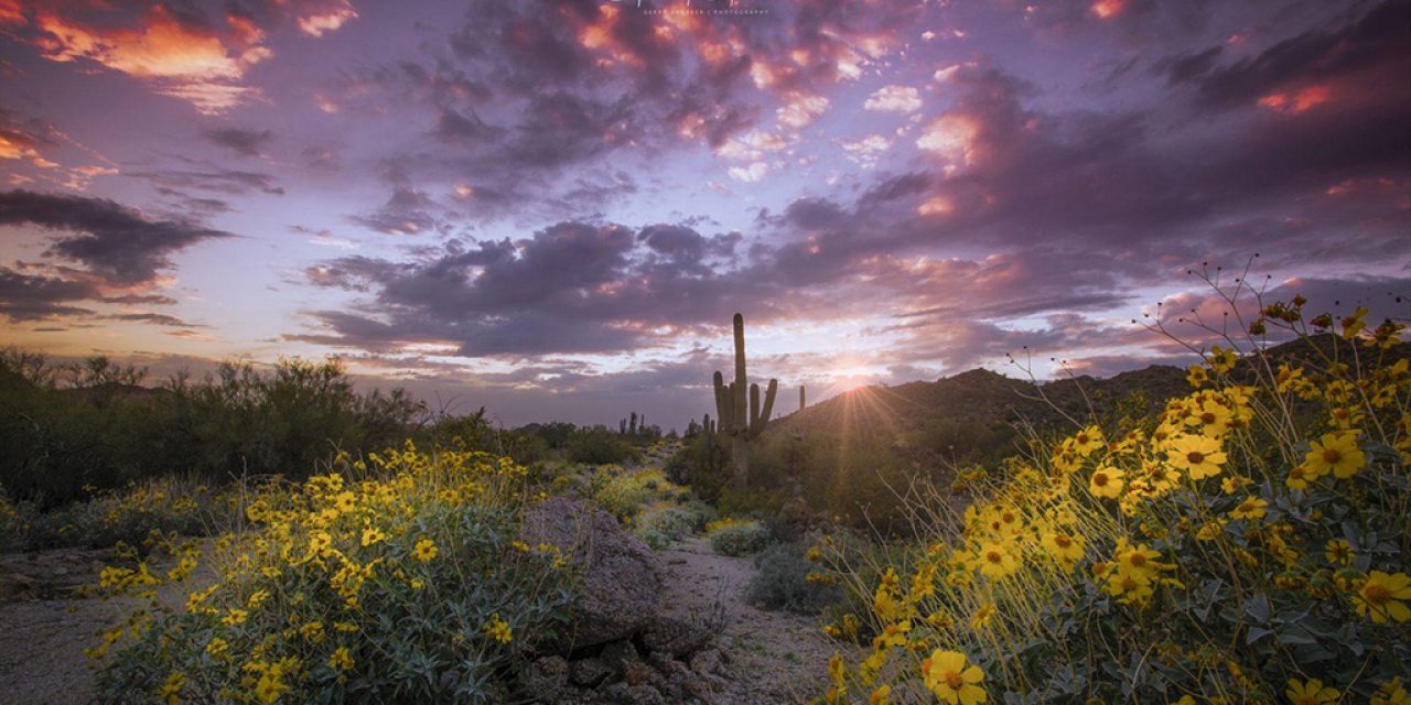 Wildflowers And Super Blooms Assignment Gallery