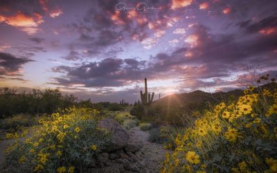Wildflowers And Super Blooms Assignment Gallery