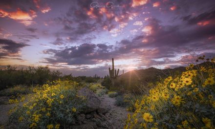 Wildflowers And Super Blooms Assignment Gallery