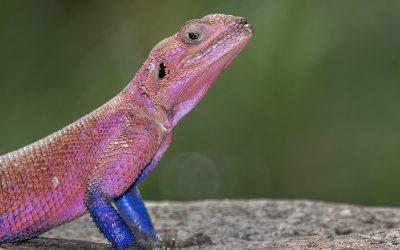 Wildlife Fill Flash
