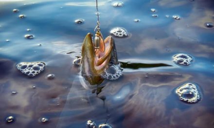 10 Trout Lures and Some Advice on How to Fish Them