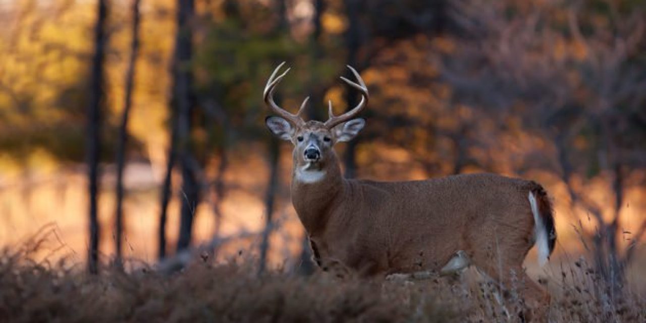 3 Things You Should NEVER Do When Scouting for Fall Hunting Season