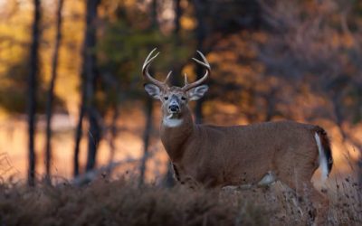 3 Things You Should NEVER Do When Scouting for Fall Hunting Season