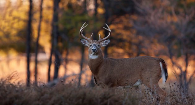 Scouting for Fall Hunting