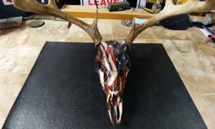 5 Cool Ways to Make a Patriotic U.S. Flag Taxidermy Mount